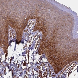 CCDC148 Antibody, Novus Biologicals:Antibodies:Primary Antibodies