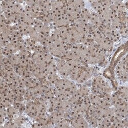 CCDC152 Antibody, Novus Biologicals 0.1mL; Unlabeled:Antibodies, Polyclonal