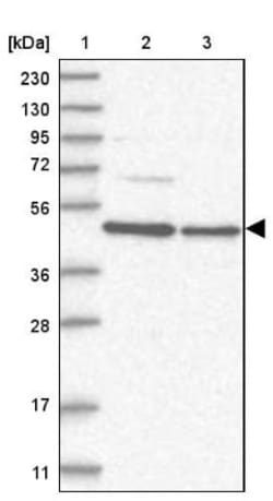 CCDC16 Antibody, Novus Biologicals:Antibodies:Primary Antibodies