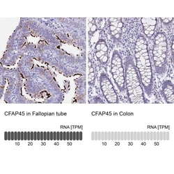 CCDC19 Antibody, Novus Biologicals:Antibodies:Primary Antibodies