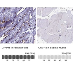 CCDC19 Antibody, Novus Biologicals:Antibodies:Primary Antibodies
