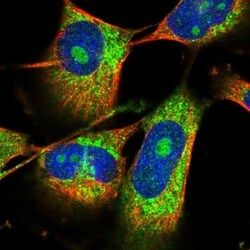 CCDC21 Antibody, Novus Biologicals:Antibodies:Primary Antibodies