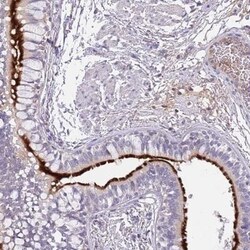 CCDC42B Antibody, Novus Biologicals:Antibodies:Primary Antibodies