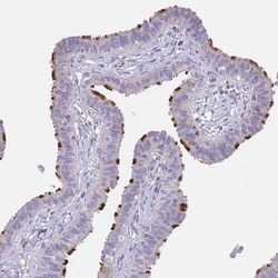 CCDC42B Antibody, Novus Biologicals:Antibodies:Primary Antibodies