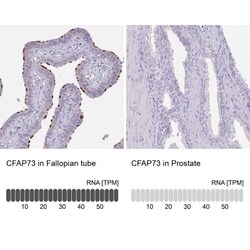CCDC42B Antibody, Novus Biologicals:Antibodies:Primary Antibodies