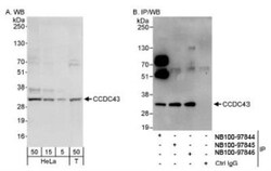 CCDC43 Antibody, Novus Biologicals 0.1mL; Unlabeled:Antibodies, Polyclonal