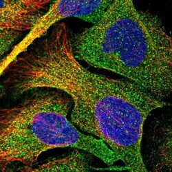 CCDC5 Antibody, Novus Biologicals:Antibodies:Primary Antibodies