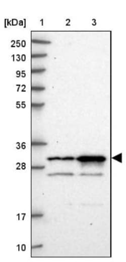 CCDC5 Antibody, Novus Biologicals:Antibodies:Primary Antibodies