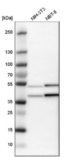 CCDC51 Antibody, Novus Biologicals:Antibodies:Primary Antibodies