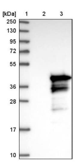 CCDC59 Antibody, Novus Biologicals 25 &mu;L; Unlabeled:Antibodies, Polyclonal