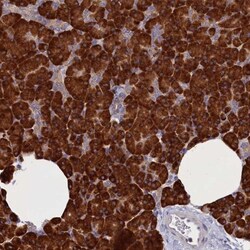 CCDC68 Antibody, Novus Biologicals 25 &mu;L; Unlabeled:Antibodies, Polyclonal