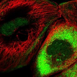 CCDC75 Antibody, Novus Biologicals:Antibodies:Primary Antibodies