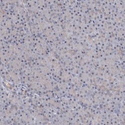 CCDC75 Antibody, Novus Biologicals:Antibodies:Primary Antibodies