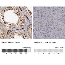 CCDC75 Antibody, Novus Biologicals:Antibodies:Primary Antibodies