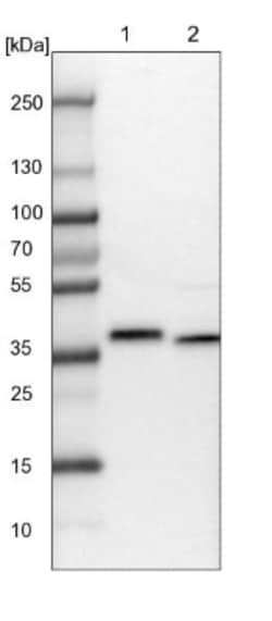 CCDC75 Antibody, Novus Biologicals:Antibodies:Primary Antibodies