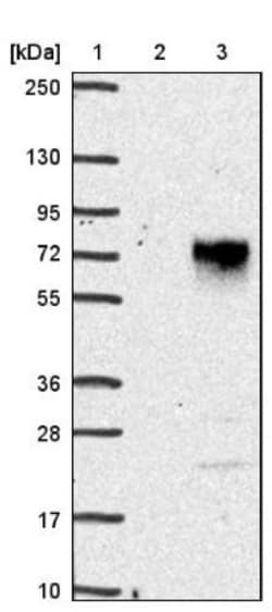CCDC86 Antibody, Novus Biologicals:Antibodies:Primary Antibodies