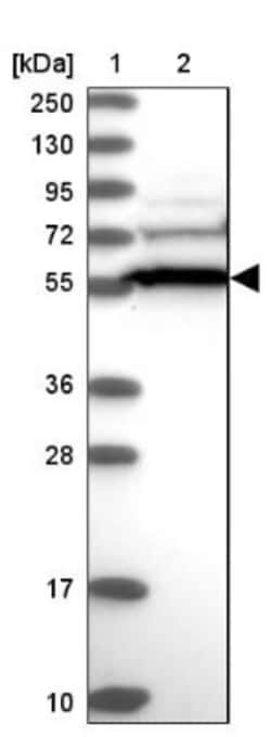 CCDC91 Antibody, Novus Biologicals:Antibodies:Primary Antibodies