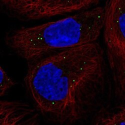 CCDC93 Antibody, Novus Biologicals:Antibodies:Primary Antibodies