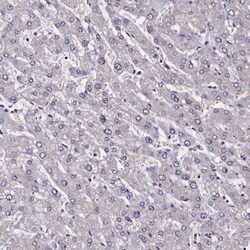 CCDC97 Antibody, Novus Biologicals:Antibodies:Primary Antibodies