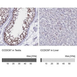 CCDC97 Antibody, Novus Biologicals 0.1mL; Unlabeled:Antibodies, Polyclonal