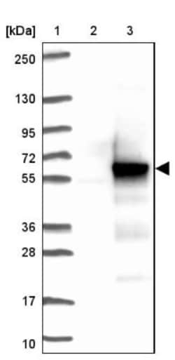 CCDC97 Antibody, Novus Biologicals:Antibodies:Primary Antibodies