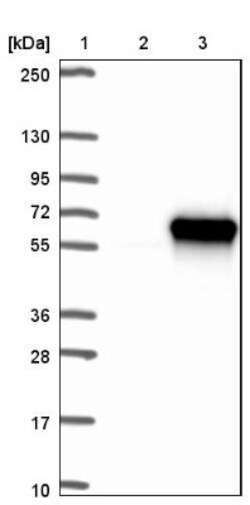 CCDC97 Antibody, Novus Biologicals 0.1mL; Unlabeled:Antibodies, Polyclonal