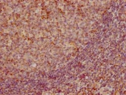 CCL19/MIP-3 beta Antibody (3A12), Novus Biologicals 100 &mu;g | Buy Online | Novus Biologicals | Fisher Scientific