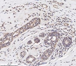 CCL2/MCP1 Antibody - BSA Free, Novus Biologicals 0.1mL; Unlabeled:Antibodies,