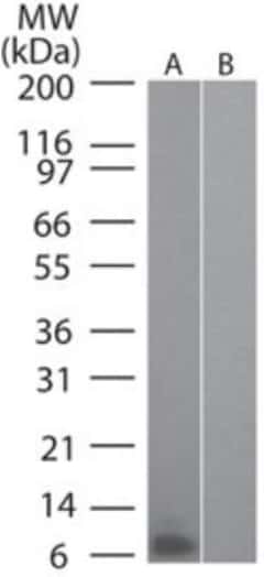 CCL20/MIP-3 alpha Antibody (4N8C7), Novus Biologicals:Antibodies:Primary
