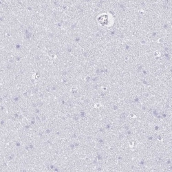 CCL21/6Ckine Antibody, Novus Biologicals 0.1mL; Unlabeled:Antibodies, Polyclonal