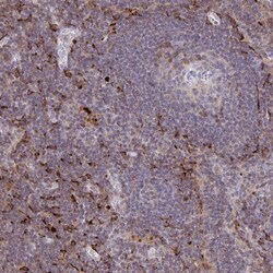 CCL21/6Ckine Antibody, Novus Biologicals 0.1mL; Unlabeled:Antibodies, Polyclonal