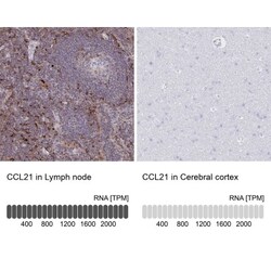 CCL21/6Ckine Antibody, Novus Biologicals 0.1mL; Unlabeled:Antibodies, Polyclonal