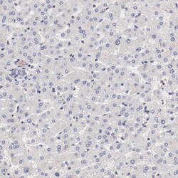 CCNB3 Antibody, Novus Biologicals 25 &mu;L | Buy Online | Novus Biologicals | Fisher Scientific