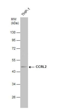 CCRL2/CRAM-A/B Antibody, Novus Biologicals 0.1mL; Unlabeled:Antibodies,