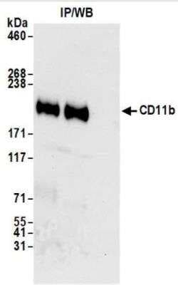 CD11 Antibody (BLR107H), Novus Biologicals 100 &mu;g | Buy Online | Novus Biologicals | Fisher Scientific
