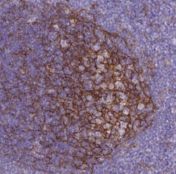 CD11b Antibody (CL1719), Novus Biologicals 25 &mu;L | Buy Online | Novus Biologicals | Fisher Scientific