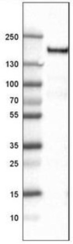 CD11b Antibody (CL1719), Novus Biologicals 25 &mu;L | Buy Online | Novus Biologicals | Fisher Scientific