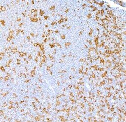 CD11c Antibody (BLR138H), Novus Biologicals 100 &mu;g | Buy Online | Novus Biologicals | Fisher Scientific
