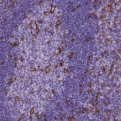 CD11c Antibody (CL1831), Novus Biologicals 25 &mu;L, Unlabeled:Antibodies,