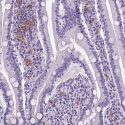 CD11c Antibody (CL1831), Novus Biologicals 25 &mu;L, Unlabeled:Antibodies,