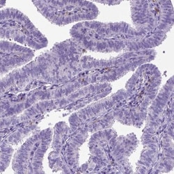 CD11c Antibody (CL1831), Novus Biologicals 25 &mu;L, Unlabeled:Antibodies,