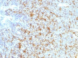 CD11c Antibody (ITGAX/1243), Novus Biologicals 0.2mg; Unlabeled:Antibodies,