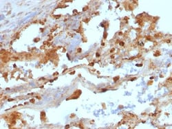 CD11c Antibody (ITGAX/1243), Novus Biologicals 0.2mg; Unlabeled:Antibodies,
