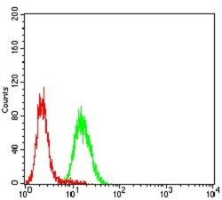 CD133 Antibody (2F8C5) - BSA Free, Novus Biologicals:Antibodies:Primary