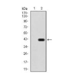 CD133 Antibody (2F8C5) - BSA Free, Novus Biologicals:Antibodies:Primary