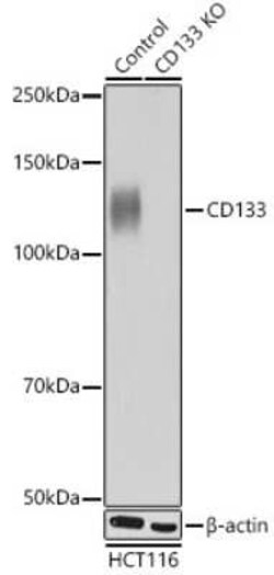 CD133 Rabbit anti-Human, Clone: 3Y4A5, Novus Biologicals:Antibodies:Primary