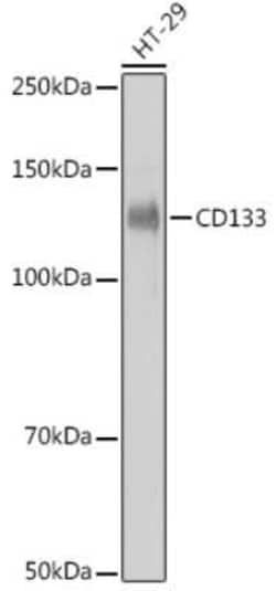 CD133 Rabbit anti-Human, Clone: 3Y4A5, Novus Biologicals:Antibodies:Primary