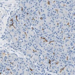 CD133 Antibody, Novus Biologicals 100uL; Unlabeled:Antibodies, Polyclonal