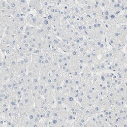 CD133 Antibody, Novus Biologicals 100uL; Unlabeled:Antibodies, Polyclonal