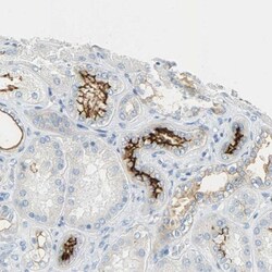 CD133 Antibody, Novus Biologicals 100uL; Unlabeled:Antibodies, Polyclonal